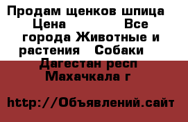 Продам щенков шпица › Цена ­ 25 000 - Все города Животные и растения » Собаки   . Дагестан респ.,Махачкала г.